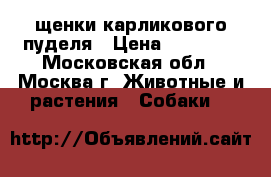 щенки карликового пуделя › Цена ­ 20 000 - Московская обл., Москва г. Животные и растения » Собаки   